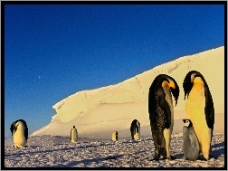 Góra, Pingwiny, Antarktyda
